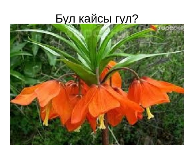 Бул кайсы гул? 