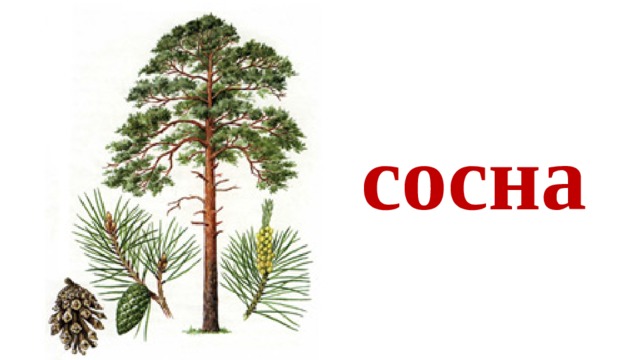 сосна