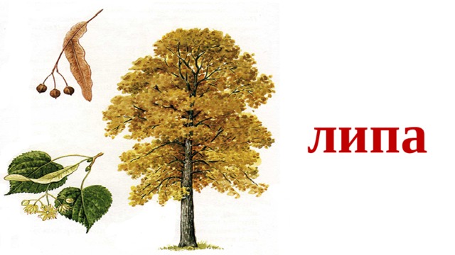 липа