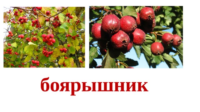 боярышник