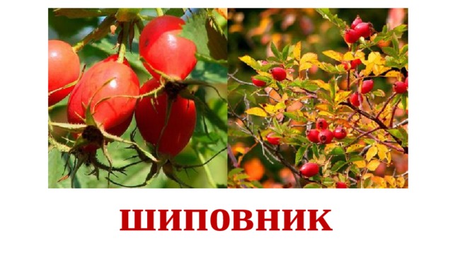 шиповник
