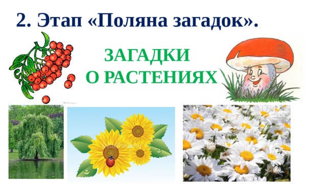 2. Этап «Поляна загадок». ЗАГАДКИ  О РАСТЕНИЯХ