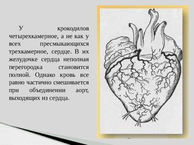 Четырехкамерное сердце наличие диафрагмы кожные покровы. Сердце пресмыкающихся неполная перегородка.
