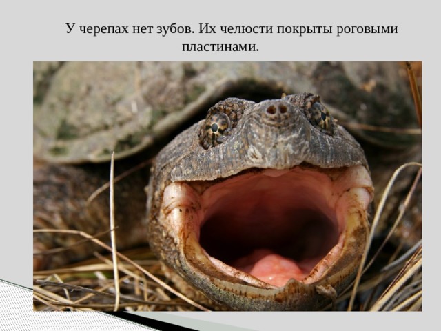  У черепах нет зубов. Их челюсти покрыты роговыми пластинами. 
