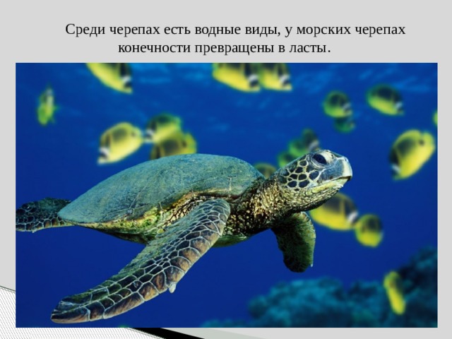  Среди черепах есть водные виды, у морских черепах конечности превращены в ласты. 