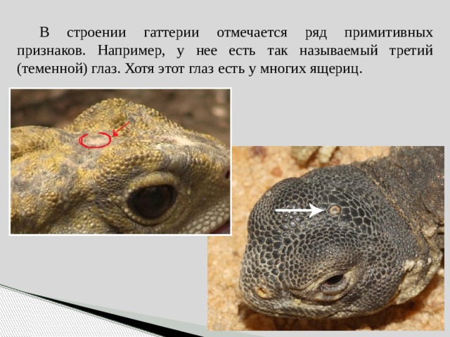  В строении гаттерии отмечается ряд примитивных признаков. Например, у нее есть так называемый третий (теменной) глаз. Хотя этот глаз есть у многих ящериц. 
