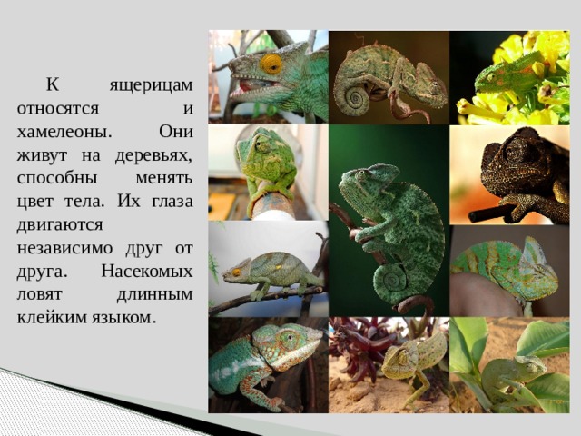 Проект про хамелеона