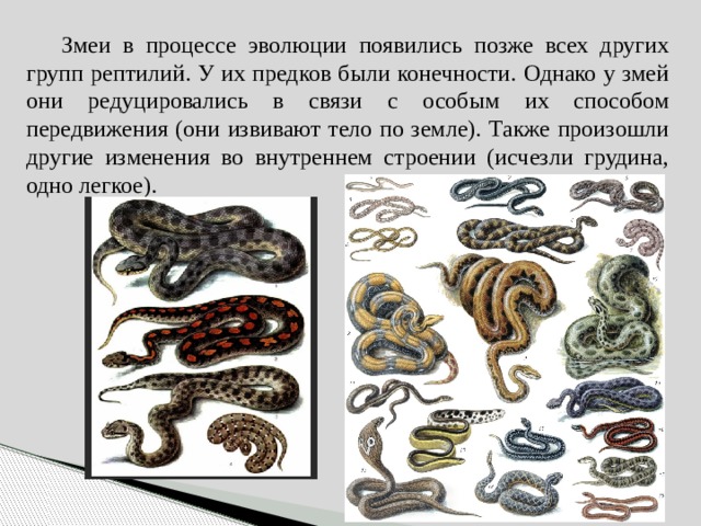 Эволюция змеи. Развитие змеи. Змея этапы развития.