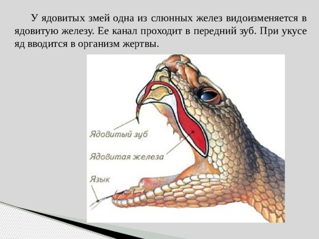  У ядовитых змей одна из слюнных желез видоизменяется в ядовитую железу. Ее канал проходит в передний зуб. При укусе яд вводится в организм жертвы. 