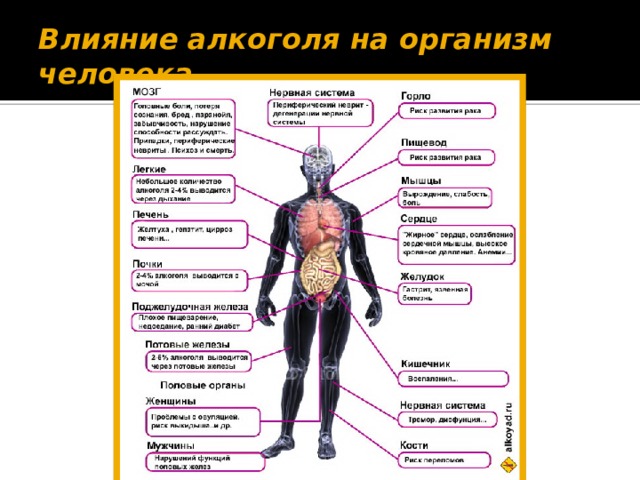 Пагубное влияние алкоголя на организм человека презентация