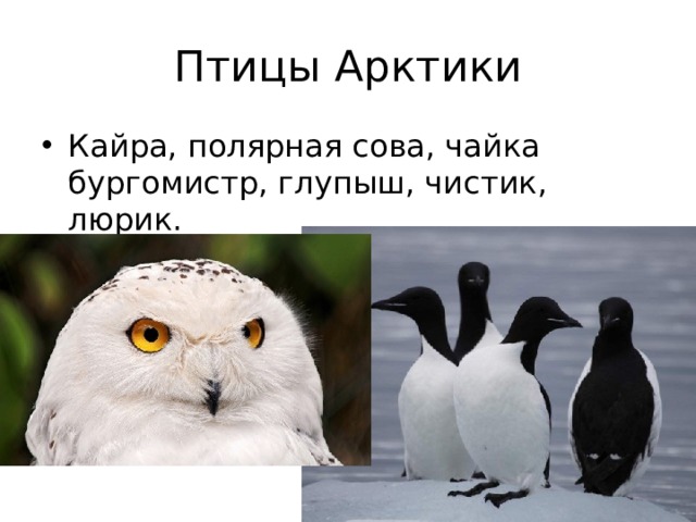Птицы Арктики Кайра, полярная сова, чайка бургомистр, глупыш, чистик, люрик. 