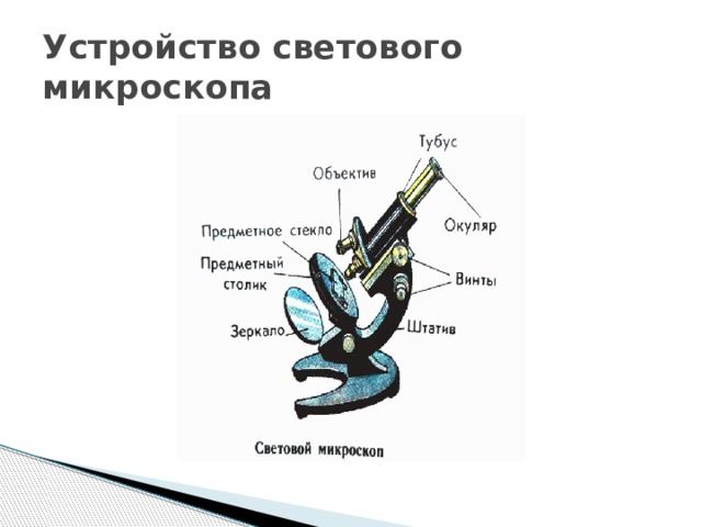 Устройство светового микроскопа 