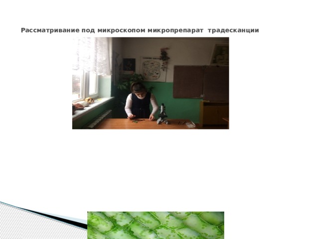 Рассматривание под микроскопом микропрепарат традесканции 