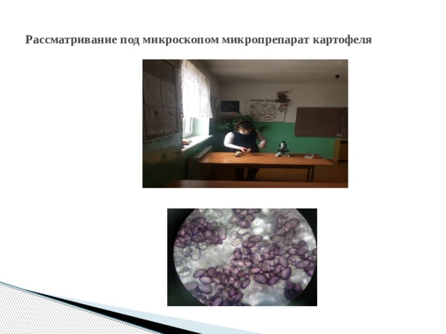Рассматривание под микроскопом микропрепарат картофеля 