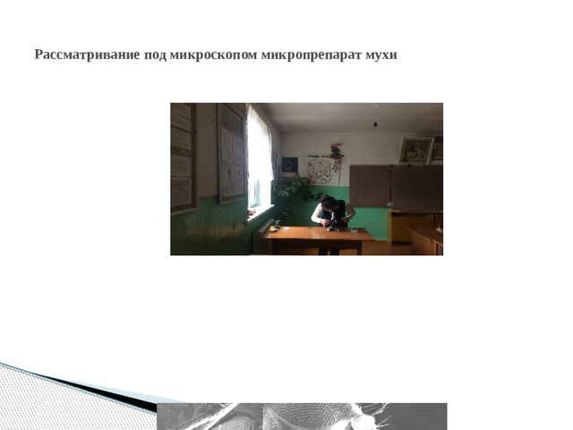 Рассматривание под микроскопом микропрепарат мухи 
