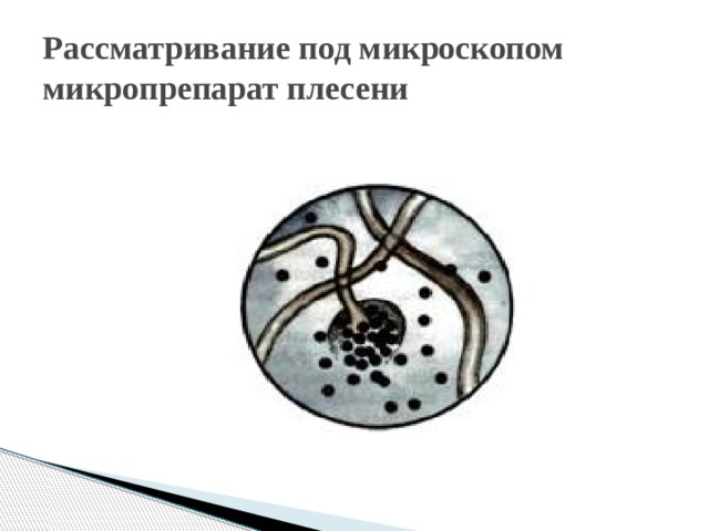 Рассматривание под микроскопом микропрепарат плесени 