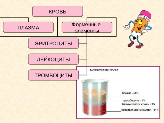 КРОВЬ ПЛАЗМА Форменные элементы ЭРИТРОЦИТЫ ЛЕЙКОЦИТЫ ТРОМБОЦИТЫ 11 