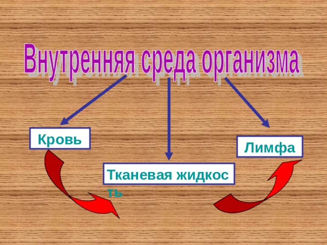 Кровь Лимфа Тканевая жидкость  