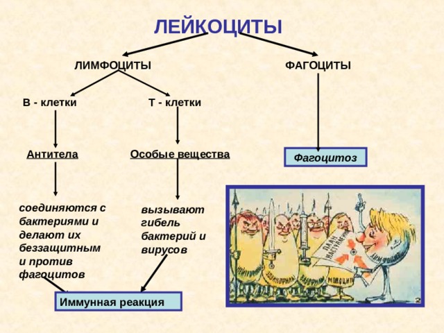 ЛЕЙКОЦИТЫ ФАГОЦИТЫ ЛИМФОЦИТЫ Т - клетки В - клетки Особые вещества Антитела Фагоцитоз соединяются с бактериями и делают их беззащитными против фагоцитов вызывают гибель бактерий и вирусов Иммунная реакция  