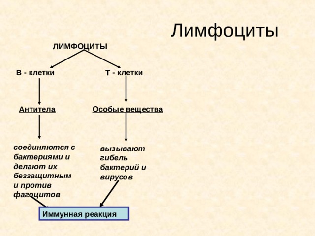 Лимфоциты ЛИМФОЦИТЫ Т - клетки В - клетки Антитела Особые вещества соединяются с бактериями и делают их беззащитными против фагоцитов вызывают гибель бактерий и вирусов Иммунная реакция  