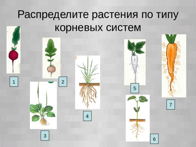 Стержневые растения примеры