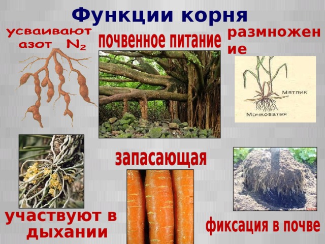 4 функции корня. Функции корня. Функции корневища. Функции корня почвенное. Функции размножения корня.