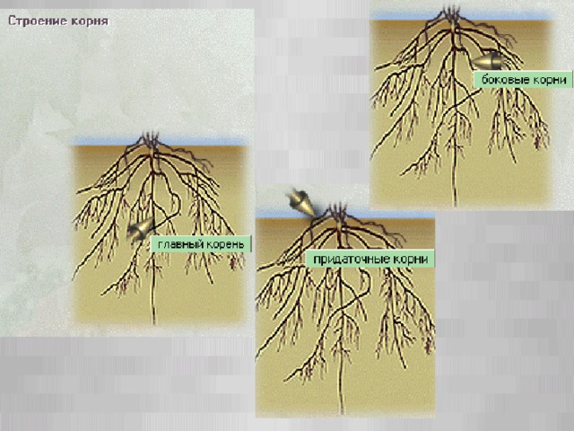Боковые корни. Строение бокового корня. Придаточные корни. Через сколько появляются корни в воде
