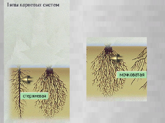 Где изображена мочковатая корневая система фото