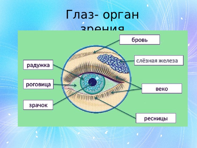 Глаз орган чувств человека. Органы чувств человека 3 класс глаза. Глаз орган. Органы чувств 3 класс презентация. Глаза как орган чувств 3 класс.