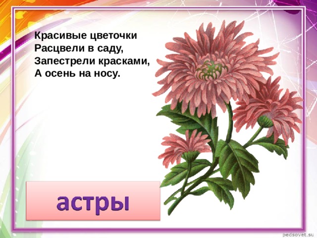 Красивые цветочки   Расцвели в саду,   Запестрели красками,   А осень на носу. 