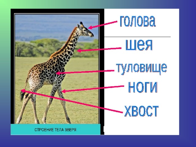 Кто такие звери презентация 2 класс