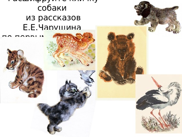 Расшифруйте кличку собаки  из рассказов Е.Е.Чарушина  по первым буквам слов.