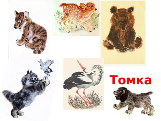 Томка