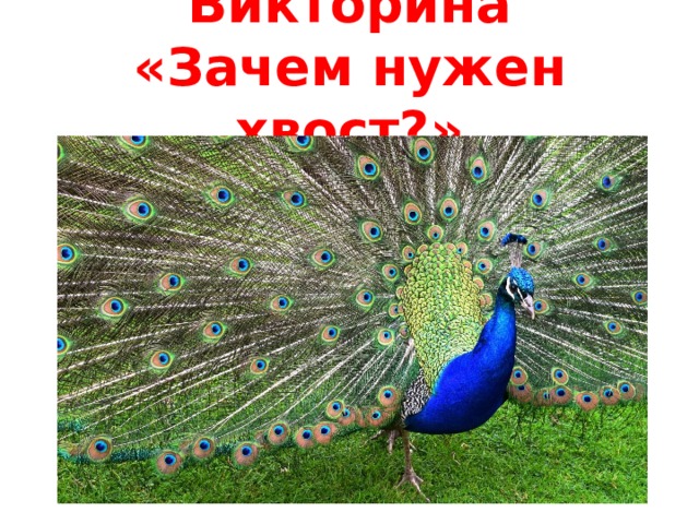 Викторина  «Зачем нужен хвост?»