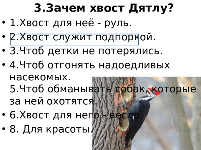 3.Зачем хвост Дятлу?