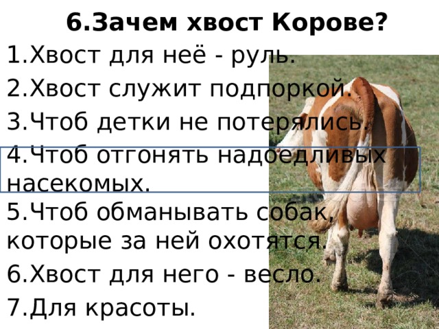 6.Зачем хвост Корове?