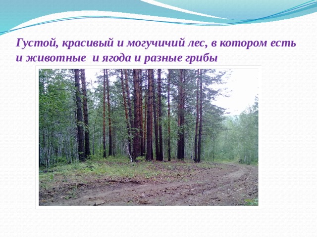 Густой, красивый и могучичий лес, в котором есть и животные и ягода и разные грибы