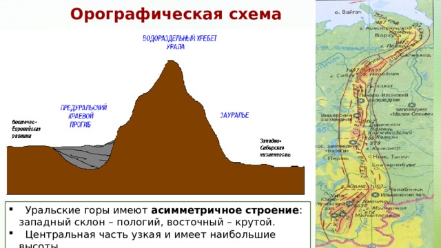 Орографическая схема  Уральские горы имеют асимметричное  строение : западный склон – пологий, восточный – крутой.  Центральная часть узкая и имеет наибольшие высоты. 