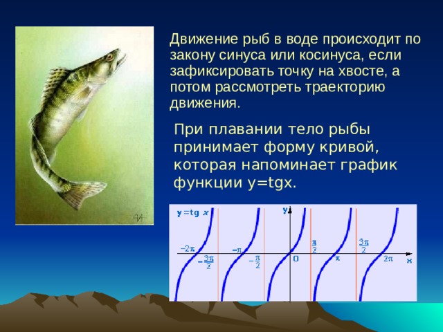 Движение рыб в воде происходит по закону синуса или косинуса, если зафиксировать точку на хвосте, а потом рассмотреть траекторию движения. При плавании тело рыбы принимает форму кривой, которая напоминает график функции y=tgx. 