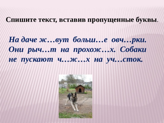 Спишите текст, вставив пропущенные буквы . На даче ж…вут больш…е овч…рки. Они рыч…т на прохож…х. Собаки не пускают ч…ж…х на уч…сток. 