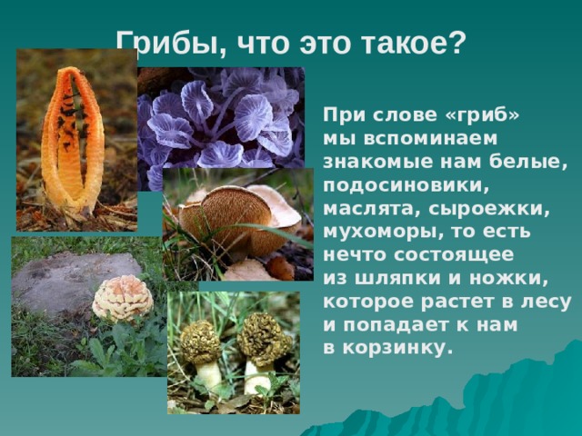 Грибы, что это такое?   При слове «гриб» мы вспоминаем знакомые нам белые, подосиновики, маслята, сыроежки, мухоморы, то есть нечто состоящее из шляпки и ножки, которое растет в лесу и попадает к нам в корзинку. 