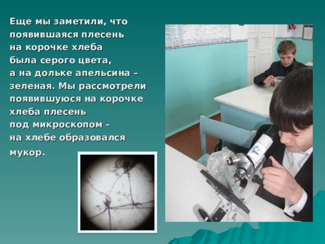 Еще мы заметили, что появившаяся плесень на корочке хлеба была серого цвета, а на дольке апельсина – зеленая. Мы рассмотрели появившуюся на корочке хлеба плесень под микроскопом – на хлебе образовался мукор.   