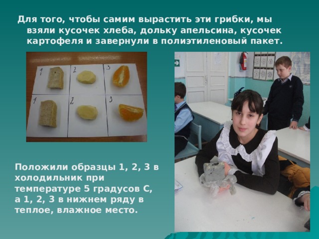  Для того, чтобы самим вырастить эти грибки, мы взяли кусочек хлеба, дольку апельсина, кусочек картофеля и завернули в полиэтиленовый пакет.   Положили образцы 1, 2, 3 в холодильник при температуре 5 градусов С, а 1, 2, 3 в нижнем ряду в теплое, влажное место. 