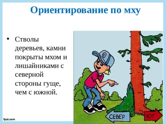 Ориентирование по мху Стволы деревьев, камни покрыты мхом и лишайниками с северной стороны гуще, чем с южной. 