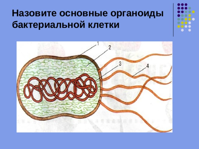 Назовите основные органоиды бактериальной клетки 