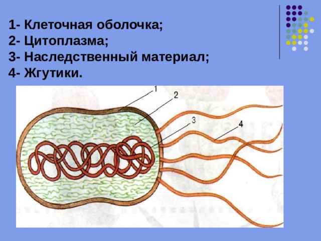 1- Клеточная оболочка;  2- Цитоплазма;  3- Наследственный материал;  4- Жгутики. 