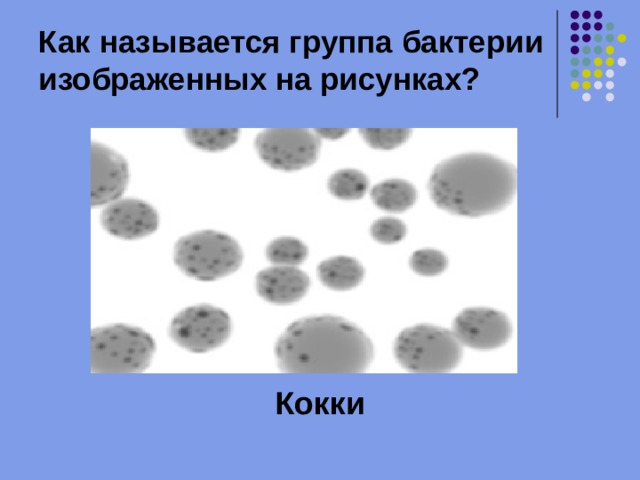 Как называется группа бактерии изображенных на рисунках? Кокки 