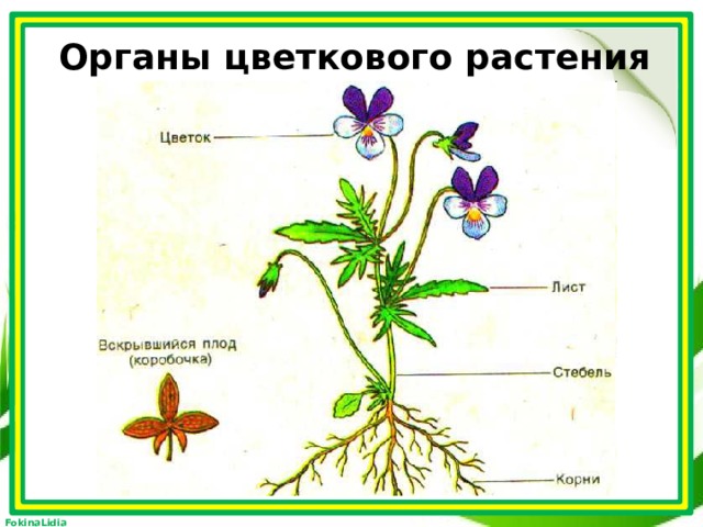 Органы цветкового растения 