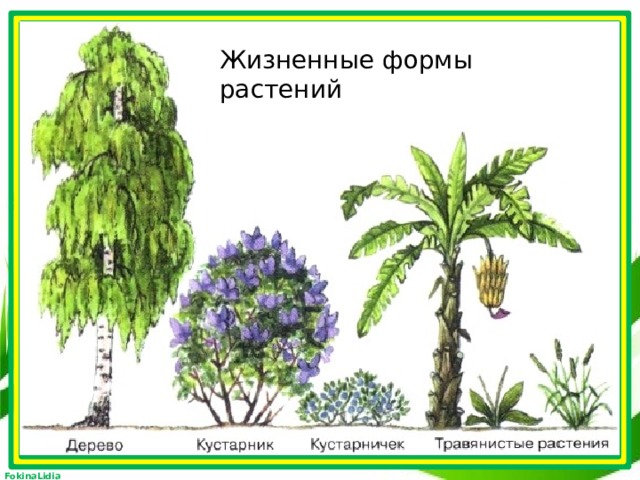 Жизненные формы растений Жизненные формы растений  