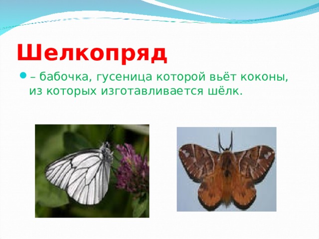 Шелкопряд – бабочка, гусеница которой вьёт коконы, из которых изготавливается шёлк.  